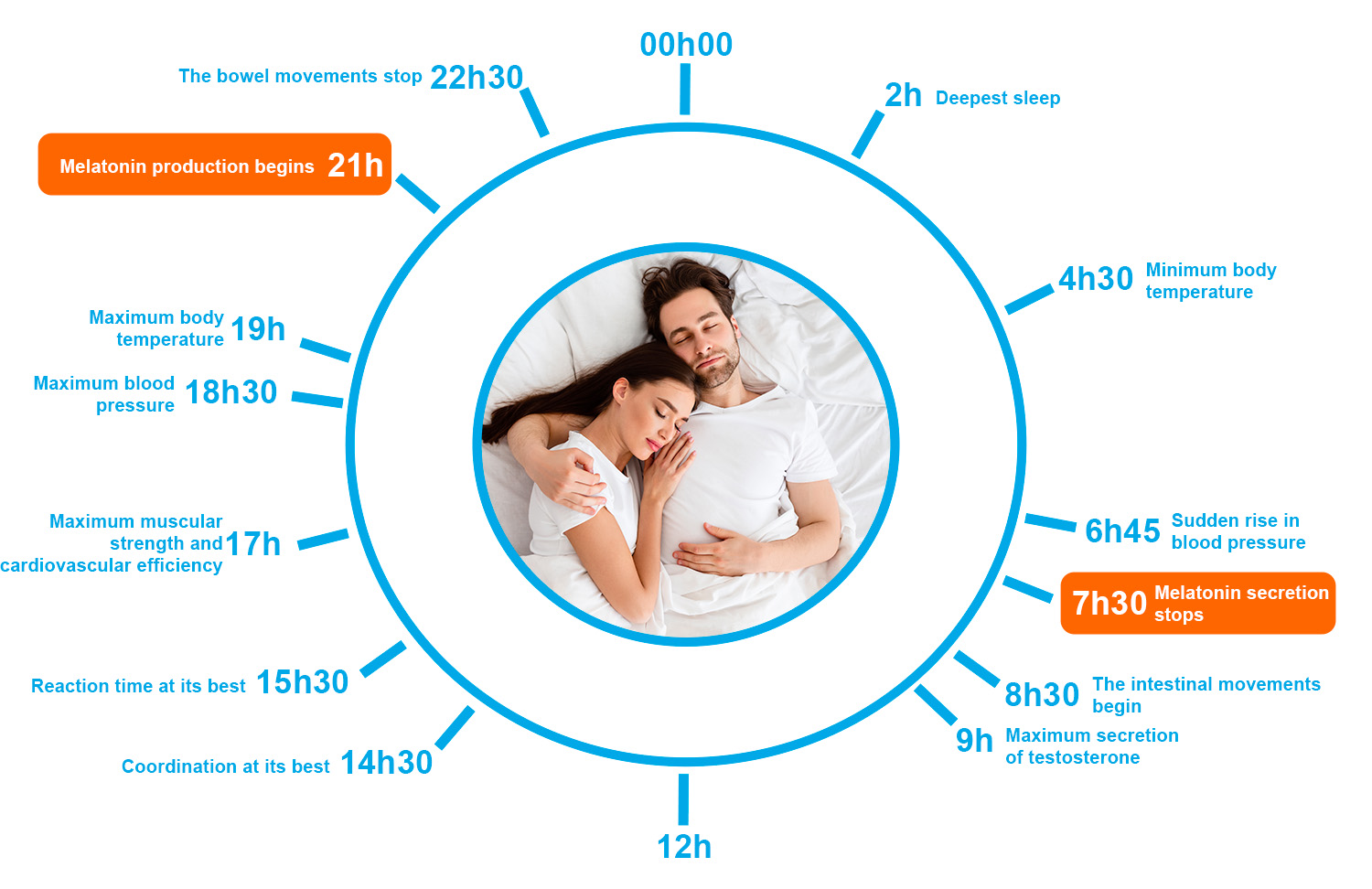 The circadian rhythm