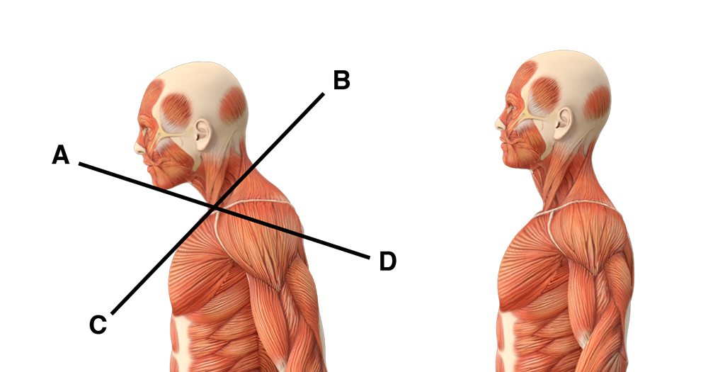 neck anatomy