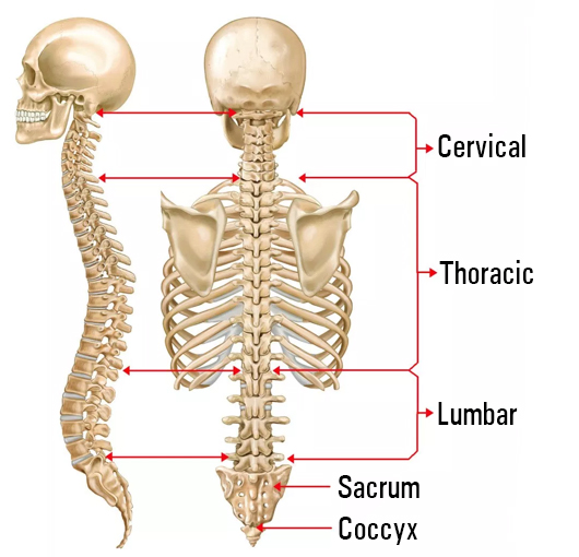 Spine