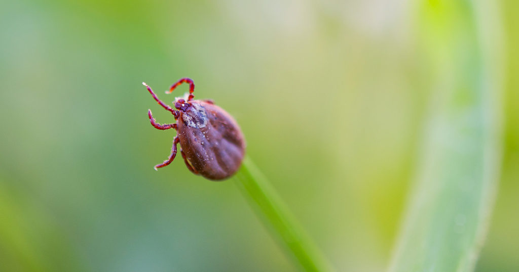 close up image of a tick