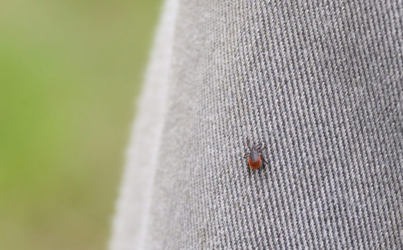 image of a tick on a gray pair of jeans