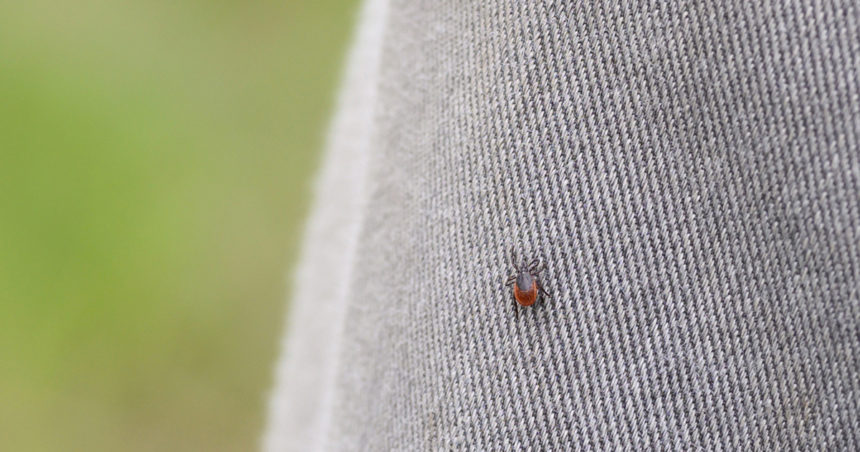 image of a tick on a gray pair of jeans