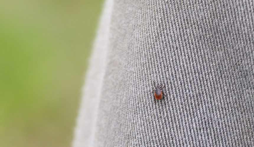 Tick Bites, Prevention and Treatment image of a tick on a gray pair of jeans