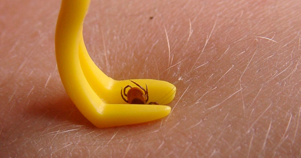 image of a yellow tick_twister