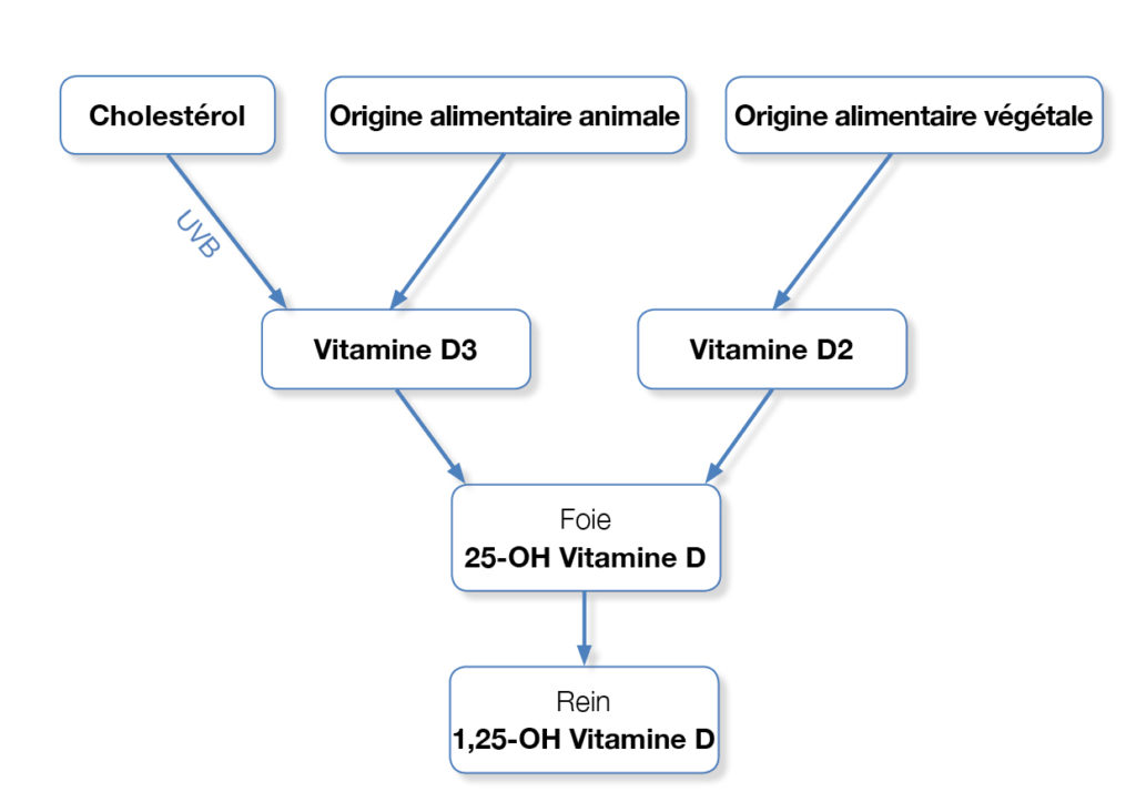 vitamine D